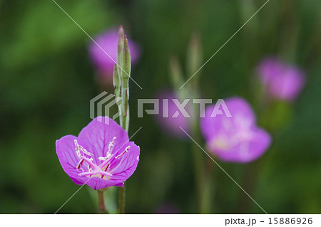河原に咲く春の野の花　ユウゲショウ 15886926