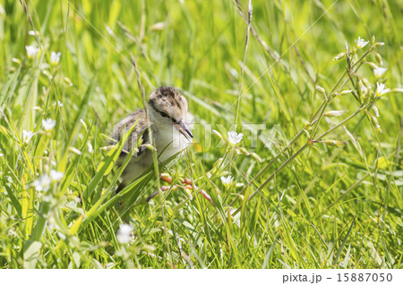 Juvenile common redshank 15887050