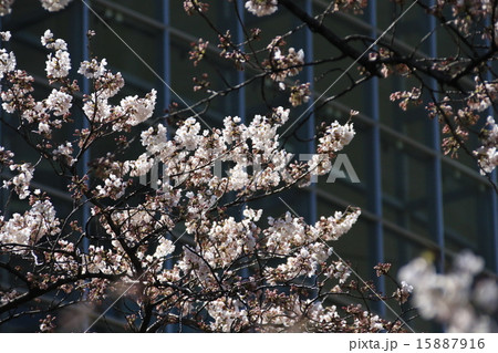 六本木の桜 六本木の桜 15887916