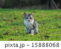 ノラ猫 15888068