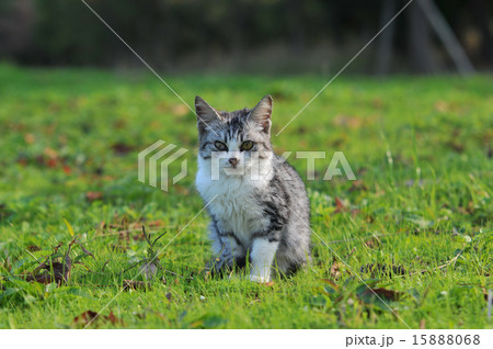 ノラ猫 ノラ猫 15888068