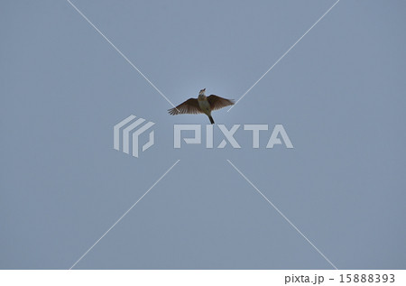 囀りながら上昇するヒバリ 15888393
