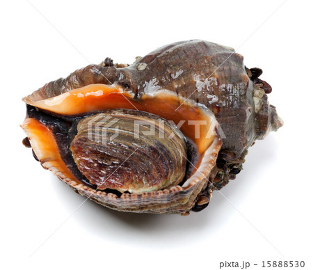 Veined rapa whelk on white background Veined rapa whelk on white background 15888530