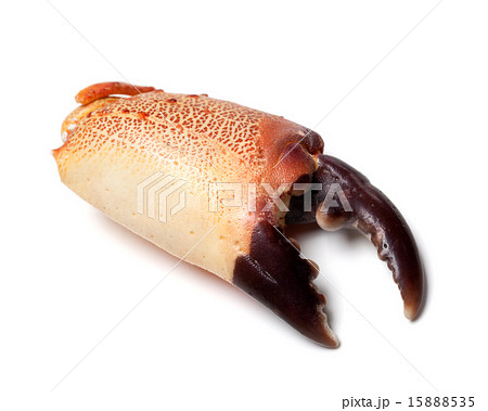 Boiled chela crab isolated on white background 15888535