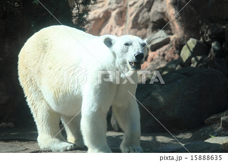 ホッキョクグマ 15888635