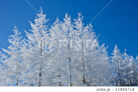 高原の初雪 高原の初雪 15888718