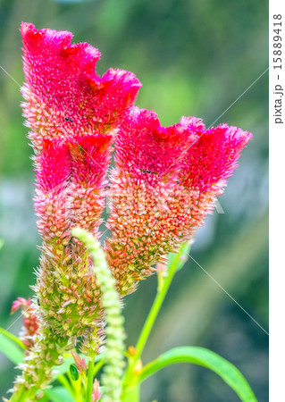 Tropical Plant Tropical Plant 15889418