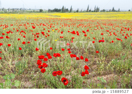 Wild red poppy and white daisy flowers . 15889527