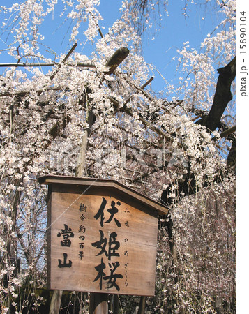 真間山弘法寺　伏姫桜 15890104