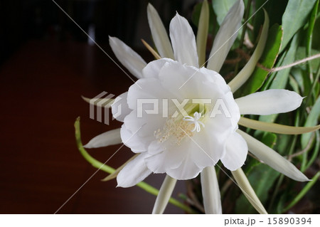 月下美人 月下美人 15890394