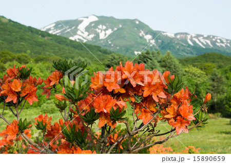 初夏の八甲田（田代平） 15890659