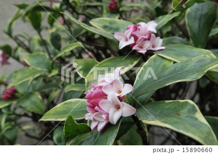 沈丁花の花 15890660