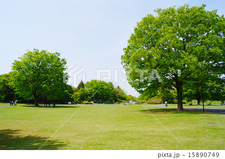 昭和記念公園　ふれあい広場 15890749