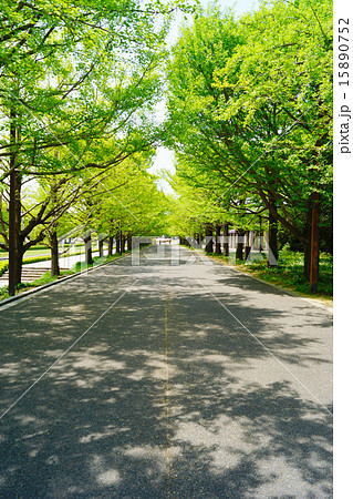 昭和記念公園　イチョウ並木 15890752