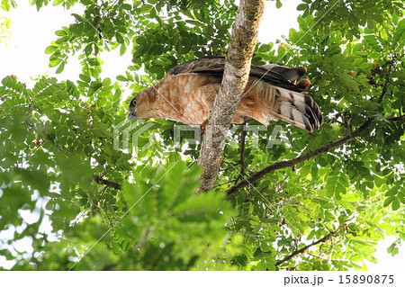 Wallace's Hawk-Eagle（ウォーレスクマタカ） 15890875