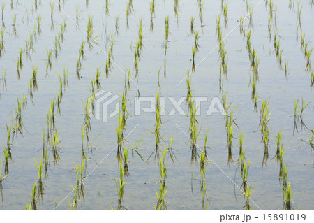 田植え直後の田園風景 田植え直後の田園風景 15891019