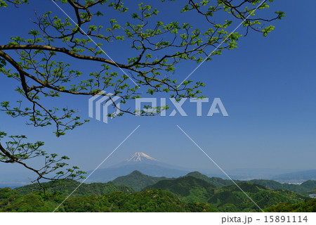 新緑の伊豆葛城山からの富士山 15891114