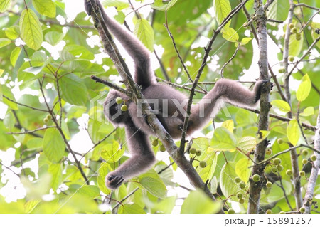 Bornean Gibbon (ミューラーテナガザル) Bornean Gibbon (ミューラーテナガザル) 15891257