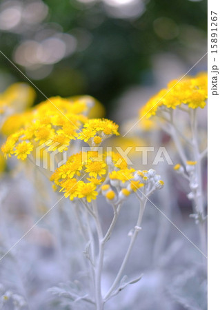 初夏の花 15891267