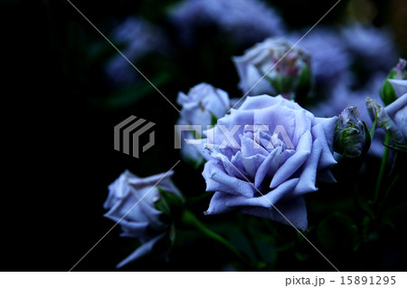 青バラ 15891295