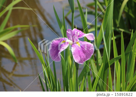 菖蒲 15891622