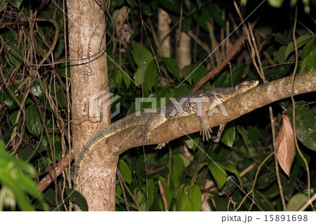 木の上で眠るMonitor Lizard 15891698