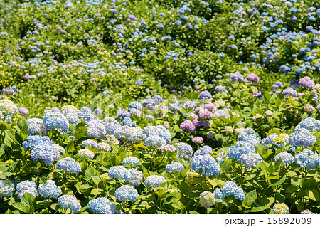 紫陽花風景 15892009