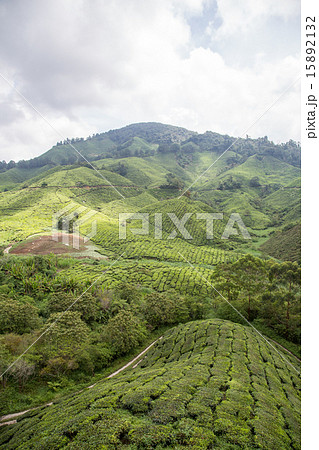 Tea Plantation At Cameron Highlands, Malaysia 15892132