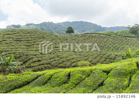 Tea Plantation At Cameron Highlands, Malaysia Tea Plantation At Cameron Highlands, Malaysia 15892146