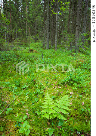 Forest floor vegetation 15893346