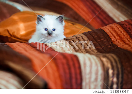 Cute birman kitten sitting on bed 15893347