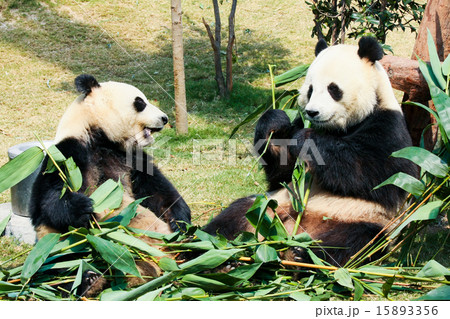 Two pandas eating bamboo 15893356