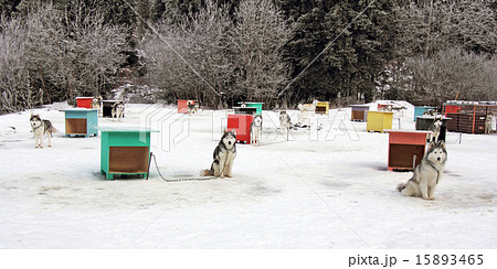 Sled dog team4 15893465
