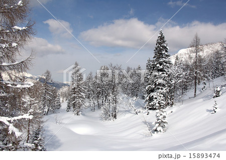 Snow in forest 15893474