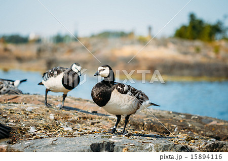 Barnacle Goose, Branta Leucopsis, Feral Goose On Rock Barnacle Goose, Branta Leucopsis, Feral Goose On Rock 15894116