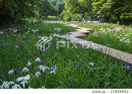 県立四季の森公園花菖蒲 15894602