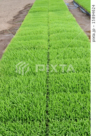 苗代 苗代 15894624