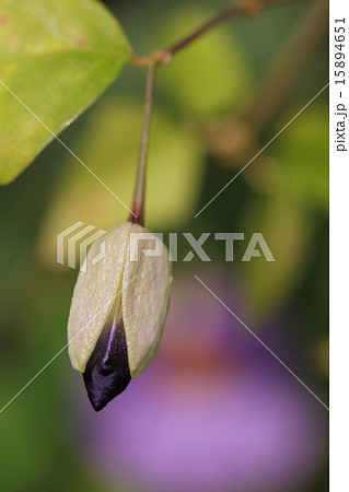 ツンベルギア・ウォゲリアナの花の蕾 ツンベルギア・ウォゲリアナの花の蕾 15894651