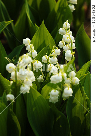 スズラン群生 スズラン群生 15894802
