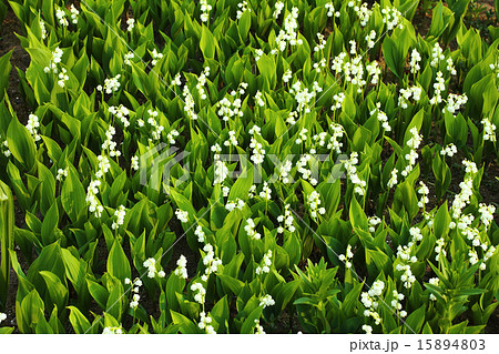 スズラン群生 スズラン群生 15894803