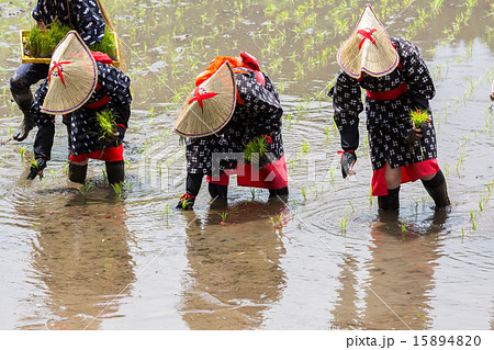 花田植え 15894820