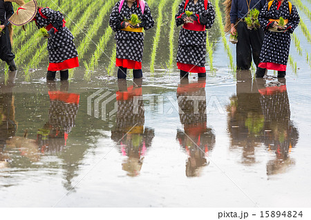 花田植え 15894824