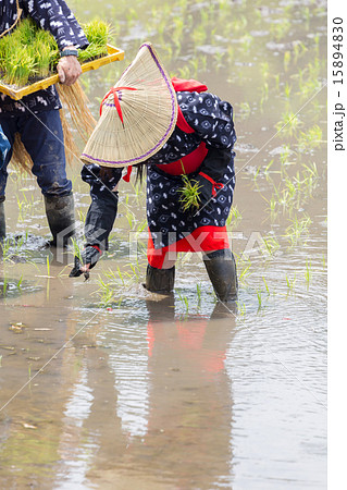 花田植え 花田植え 15894830