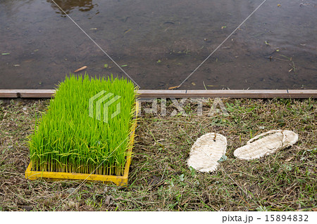 稲と藁草履 稲と藁草履 15894832