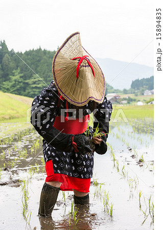 花田植え 花田植え 15894835