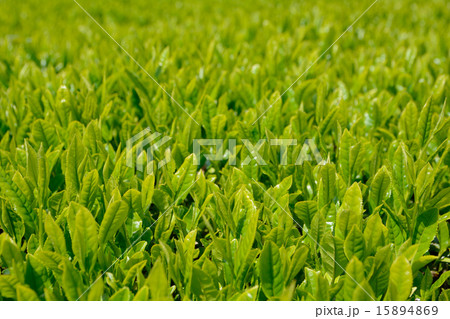 新茶 15894869