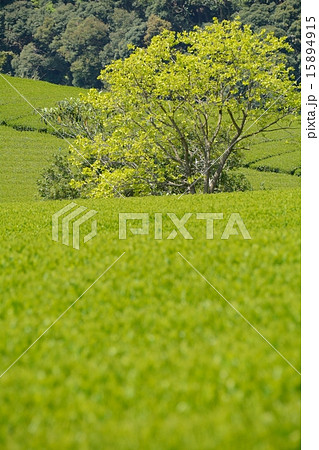 茶畑 15894915