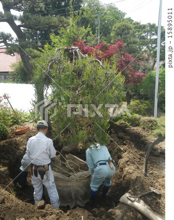 枝垂れ松の植替え作業 枝垂れ松の植替え作業 15895011