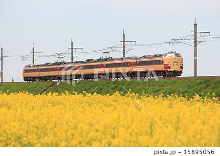 485系特急電車と菜の花 15895056