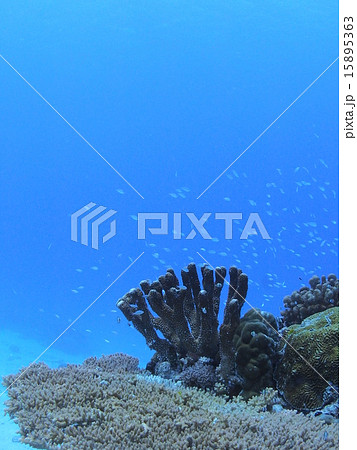 沖縄・西表島の砂地に点在するサンゴと熱帯魚 15895363